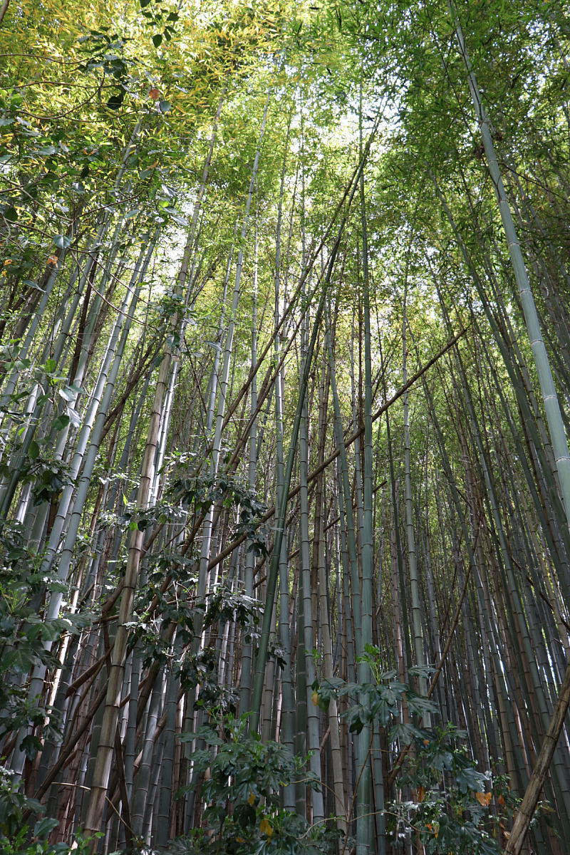 Image of trees