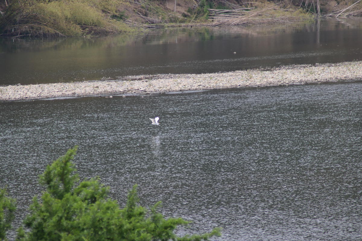 The picture of river and bird.